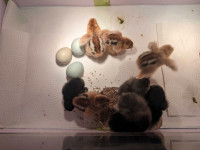 Hatching eggs / chicks 