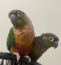 Conure Pair for Sale 