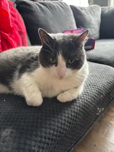 cat looking for new home, View more