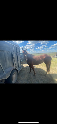 *REDUCED*REGISTERED SORREL MARE READY FOR YOU!