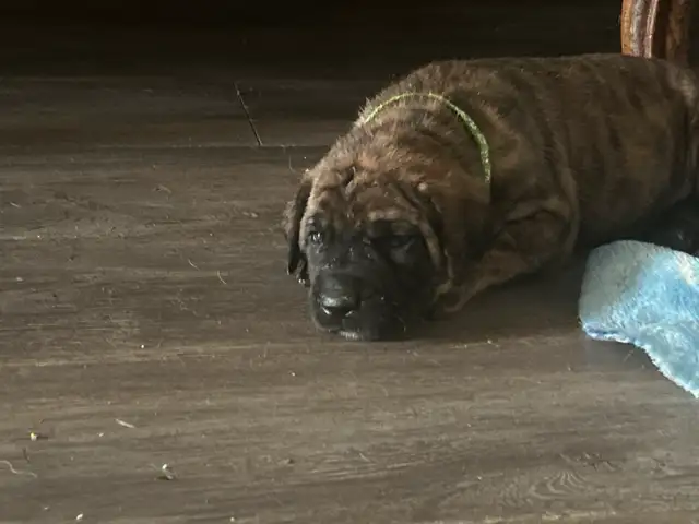 XXL - Cane Corso Puppies only a few left ! in Dogs & Puppies for Rehoming in Edmonton - Image 6