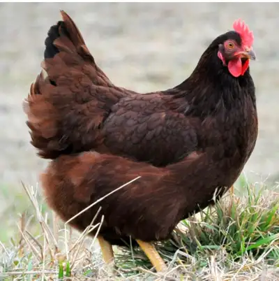 Poussins de poules Rhode Island à vendre, View more