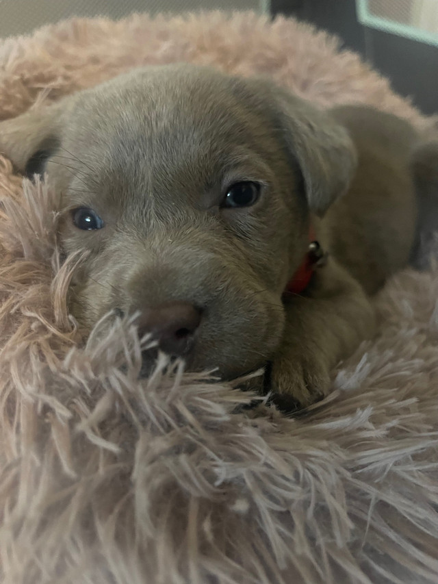 CKC reg Silver Lab pups in Dogs & Puppies for Rehoming in Kitchener / Waterloo