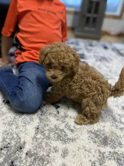 Tiny  toy poodles ALL RESERVED, View more