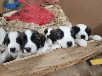 Puppies for Sale!