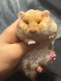 Ethically raised baby syrian hamsters
