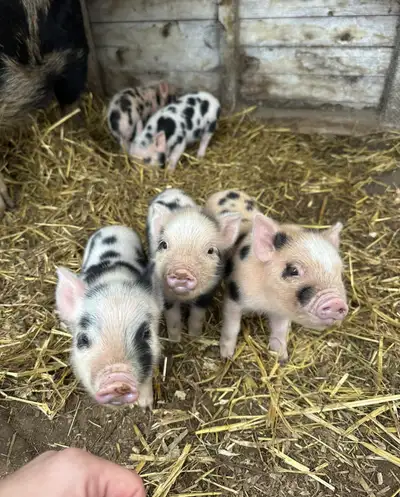 kune kune x mini piglets, View more
