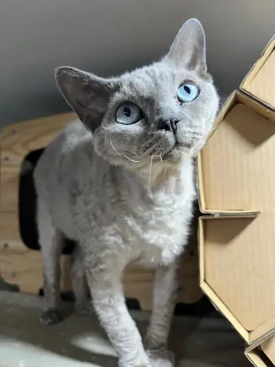 Bonded Pair of Purebred Devon Rex Cats, View more