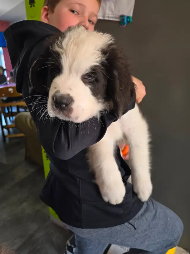 Chiot Terre-Neuve / Saint-Bernard - Vacciné / Vermifugé / Microp in Dogs & Puppies for Rehoming in Drummondville - Image 10