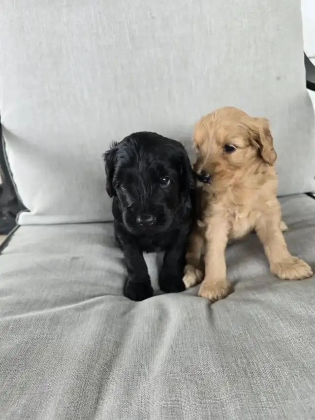 Guardian Program Applications Are OPEN! in Dogs & Puppies for Rehoming in Oakville / Halton Region - Image 4