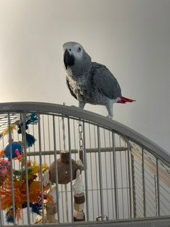 Congo African Gray, View more