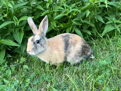 Adorable Mini Rex and American chinchilla cross rabbit born May 14 for sale. One male- orange and bl...