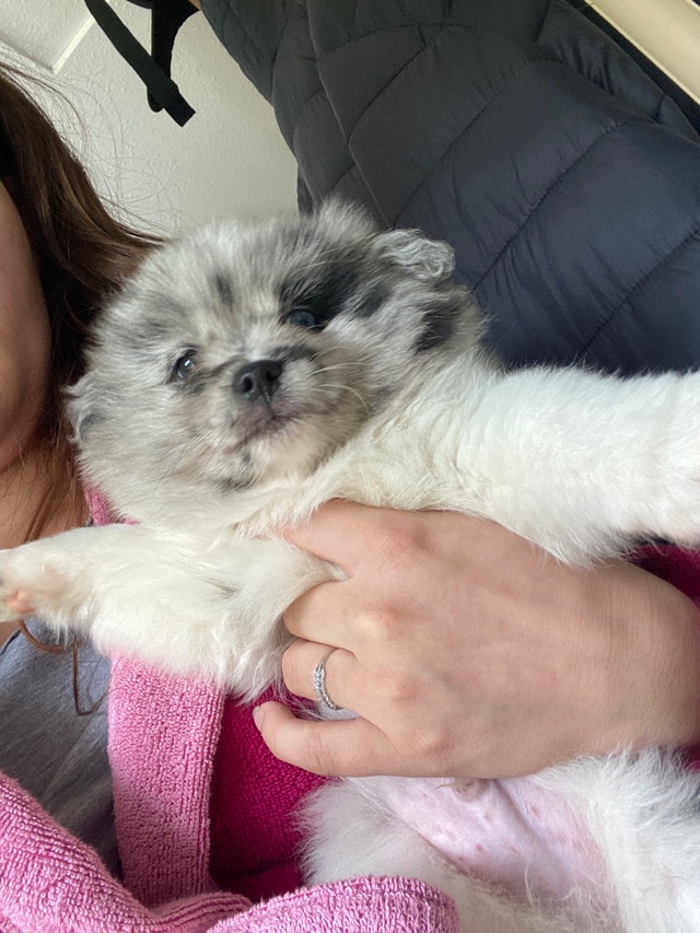 Adorable puppy for sale Dogs & Puppies for Rehoming Chilliwack Kijiji