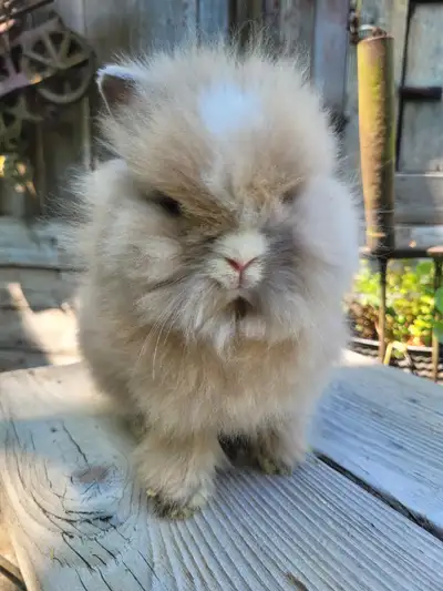 Purebred lionhead bunny rabbits, View more