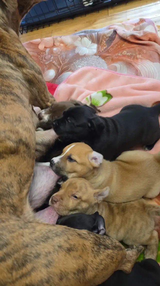 Puppies for sale! in Dogs & Puppies for Rehoming in Calgary - Image 11