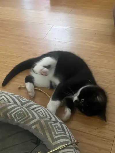 Best Valentine's affordable gift- Kittens for sale $250, View more