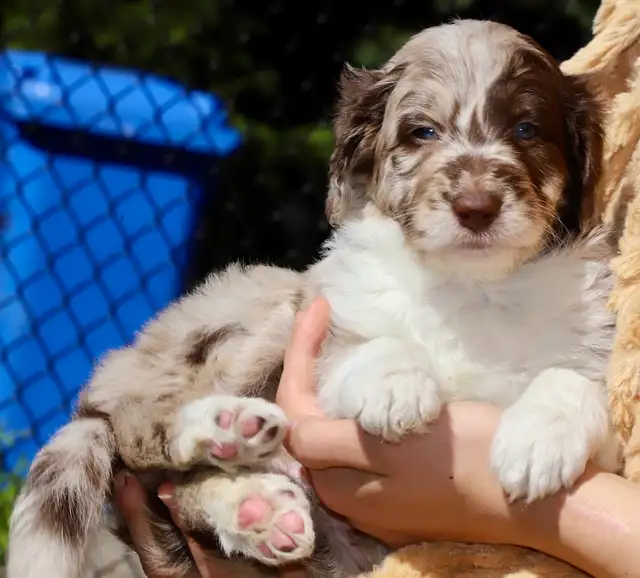 DOODLES TRÈS RARES BORDOODLES F1, CHOIX DE 6 COULEURS ,CHIOTS, in Dogs & Puppies for Rehoming in Laurentides - Image 4