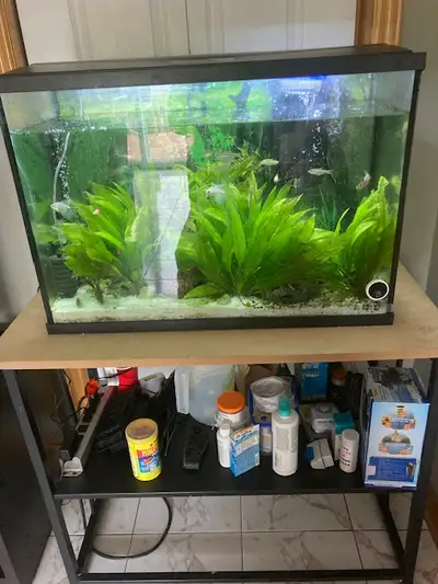 30 Gallon Fish tank with live plants/fish/stand etc., View more