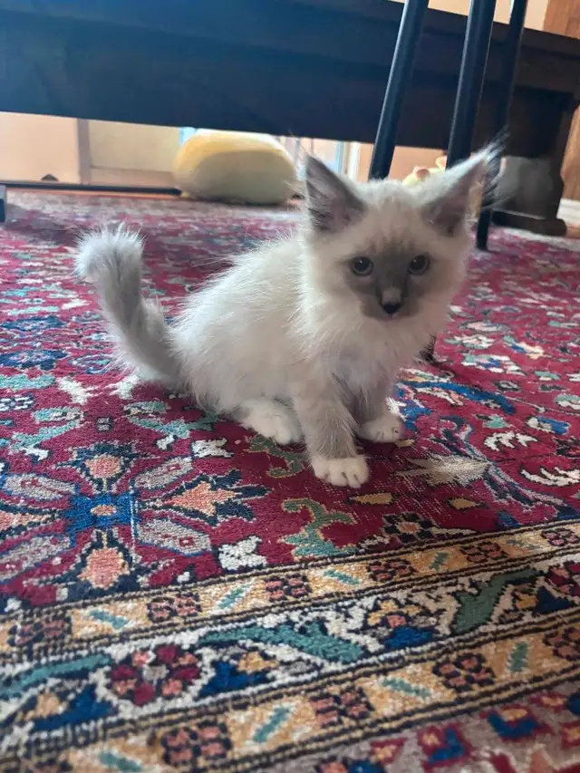 Siberian x Ragdoll kittens