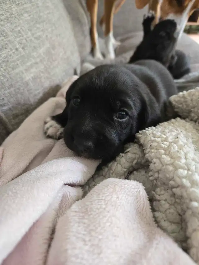 Chiots Labrador X Foxhound Américain in Dogs & Puppies for Rehoming in West Island - Image 5