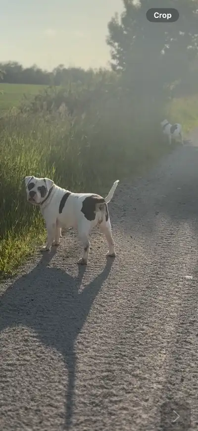 2 Beautiful Females Available, View more