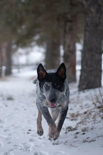 7 month old female Heeler PUP, View more