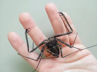 West African whip spiders (Amblypygi) - Damon johnstonii babies, View more