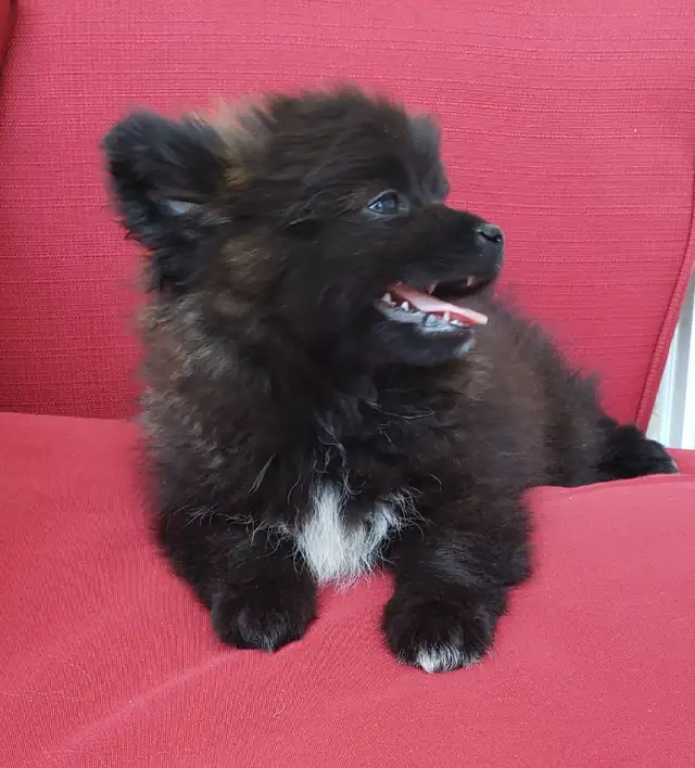 pomeranian male puppy  in Dogs & Puppies for Rehoming in Winnipeg - Image 5