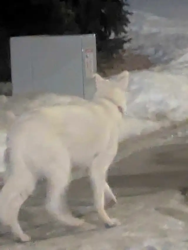 white dog with red collar wondering down 33rd ave and 48th St in Lost & Found in Edmonton - Image 3