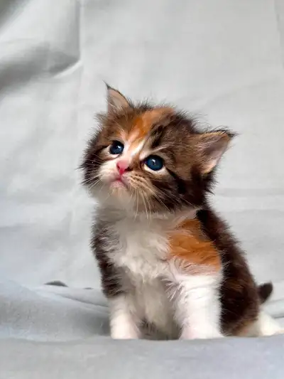 XL gorgeous Maine coon kittens !! Male and females available, View more