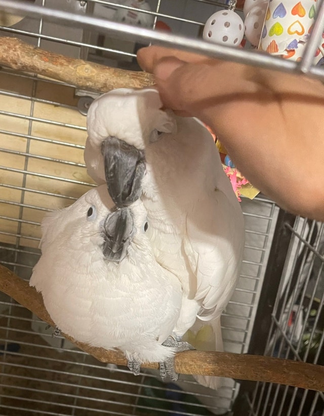 Proven 100 Umbrella cockatoos breeding pair Birds for Rehoming