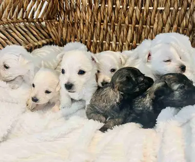 Gorgeous Westie / Cairn Terrier Babies!, View more