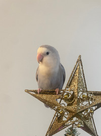 Looking for a Home - Female Fischer Lovebird (NO breeders) 