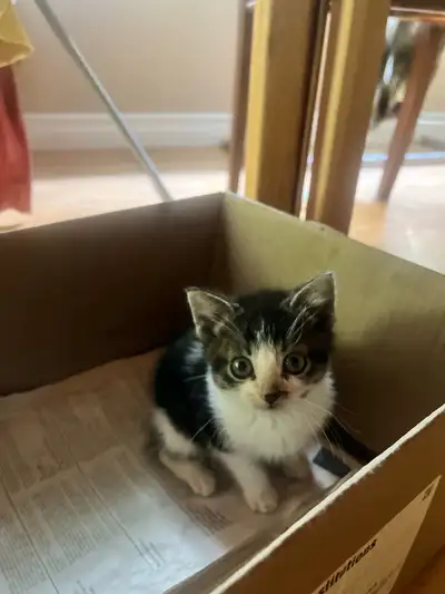 Kittens born to my mother cat on the 7th March 2025. Two boys left. Very affectionate and healthy. 2...