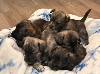 (Reserved PPU) One small breed Puppy left for sale, View more