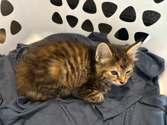 kittens to give away in Cats & Kittens for Rehoming in New Glasgow - Image 2