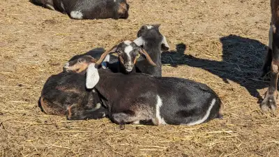 Nubian Goats and Kittens for sale., View more