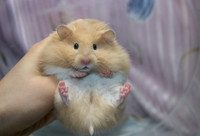  baby Syrian hamsters 