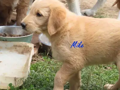 Golden retriever mix.  , View more