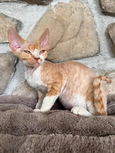 Devon rex  pure race enregistré TICA, View more