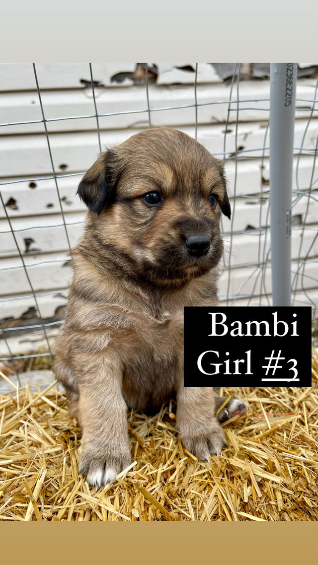 PUPPIES FOR SALE!! in Dogs & Puppies for Rehoming in Winnipeg - Image 3