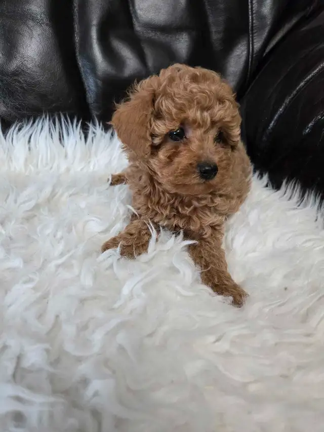Toy poodle  puppies 2 male left in Dogs & Puppies for Rehoming in Winnipeg - Image 4