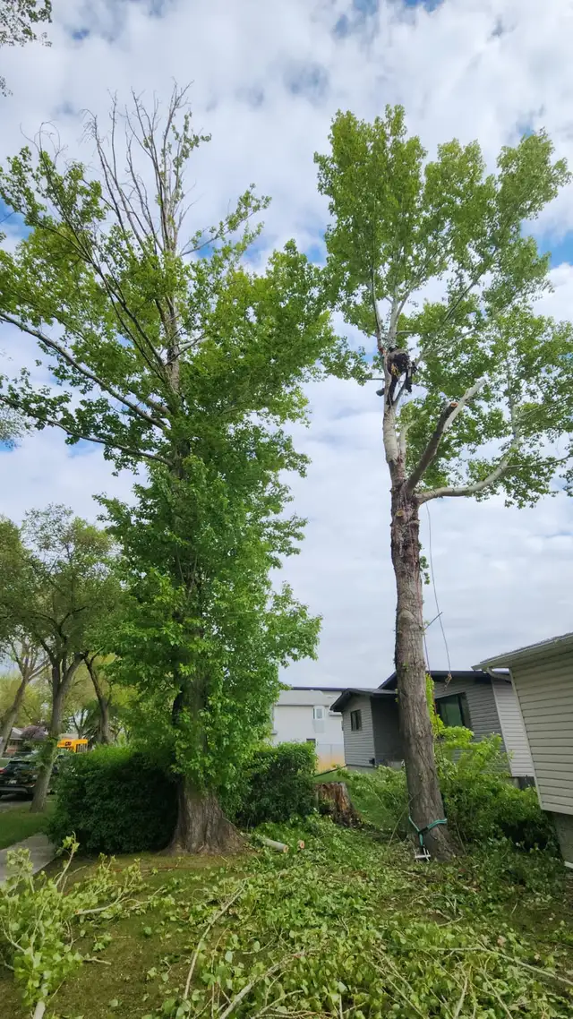 Tree Removal/Pruning62863241137155121