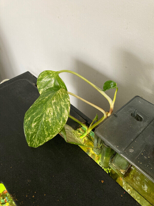 Aquarium Pathos plant … remove algae and nitrate naturally Fish for