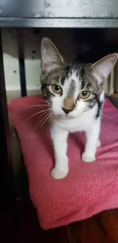6 month old sweet little boy looking for forever home, View more