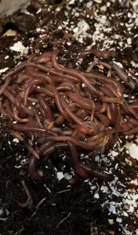 Vers Vermicompost red rigglers Worms