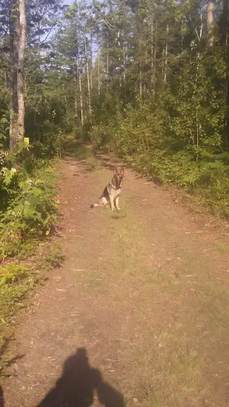 Belle Grande terre à bois à louer in Land for Sale in Québec City - Image 4