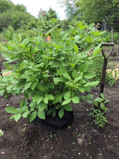 Gorgeous potted and unpotted  Lilac trees for sale in Plants, Fertilizer & Soil in Winnipeg - Image 3