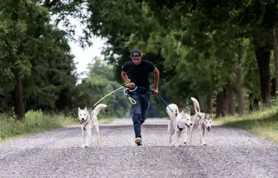 Dog Training Available, View more