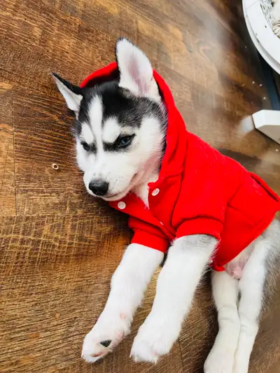 We have a beautiful blue eyed puppy Pistachio left, and he will be ready to be rehomed to a loving f...